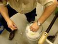 Cryopreservation of tragopan/grouse/crane semen