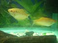 My 2 gourami\