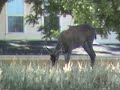 A Mule Deer