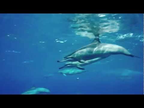 See video