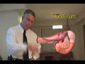 Duodenum Ulcers Duodenal Ulcers