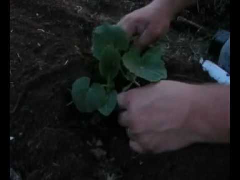 how to transplant zucchini