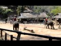 Maesa Elephant Camp