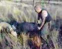pig hunting pig hunting
