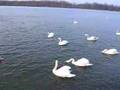 Swans on the Danube