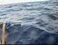 Dophins hitchin' a ride under Buoy N Sea