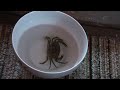 Time lapse crab birth