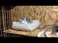 それぞれの過ごし方をする保護猫達