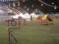 videos de riccardo e asia agility 2 voghera dicembre 2008