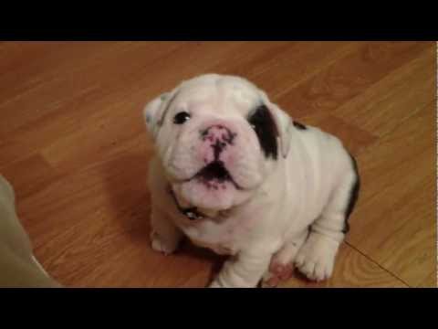 Boxerpuppies Youtube on Filmpje Van Een Heel Ondeugend Bulldog Hondje