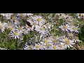 Red Admiral on Asters Red Admiral on Asters