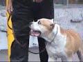 DOG TRAINING IN BEVERLY HILLS, CA DOG TRAINING IN BEVERLY HILLS, CA