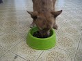Potter eating  food.