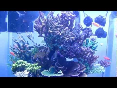 Image showcasing A preview of Reef Hobbyist Magazine Q4 2012 | Aquarium Hobbyist Blog