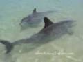 videos de Wild_Dolphins.3gp