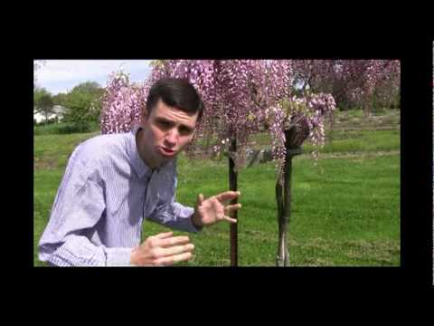 how to wisteria tree