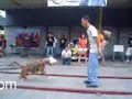 pitbullun gücü arenapit.com pitbullun gücü arenapit.com
