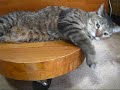 不機嫌アスカとダラダラりょう他