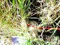 videos de Ferrt in back garden