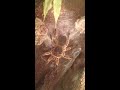 Click here to watch this video Molting