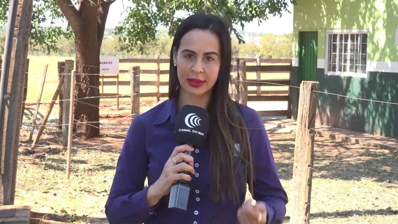 Nutrição equilibrada é essencial para garantir ganho de peso do gado