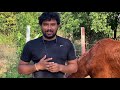 Pet Rescue and Adoption—VJ Sharath.