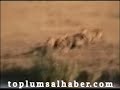 Aslanlar?n �l�m Dans?