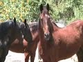 Oakdale, California The Cowboy Capitol of the World (Intro)