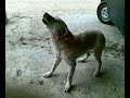 Roccagorga Koka e la bistecca Roccagorga Koka e la bistecca