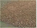 spencer tunick desnuda 18 mil personas en el zocalo Mexico
