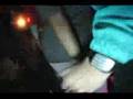 Flosstradamus : Valentines Day, FlosstraPROMus