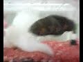 PEIXE NERVOSO