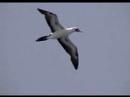 flying