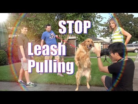 how to train your dog to walk without a leash