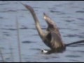 Anhinga Anhinga