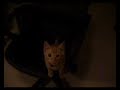 meow mix tut style