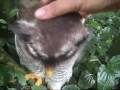 Is this bird cute or evil?
