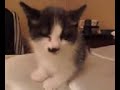 Pandaline My Kitten Falling Asleep Part 1