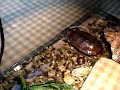 alligator lizard loses its tail... alligator lizard loses its tail...