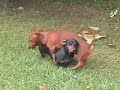 Dog needs glasses or is an oral sex addicted