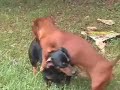 sex-dog.html
