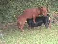 Dog needs glasses or is an oral sex addicted - Thumb #3