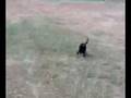Dogbook Movie: Craziness after a bath Part I