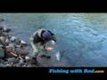 Fall Salmon in Coastal Rivers: Coho Salmon