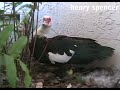 Videodiarios LC: Alimentando patos