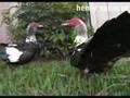 Videodiarios LC: Alimentando patos