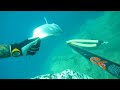 Spearfishing Pescasub Orata dei Porri Corsica Spearfishing Pescasub Orata dei Porri Corsica