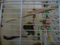 Lovebird Resting