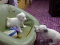 Puppy...fihgt... Puppy...fihgt...