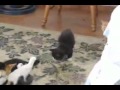 Guarda video
